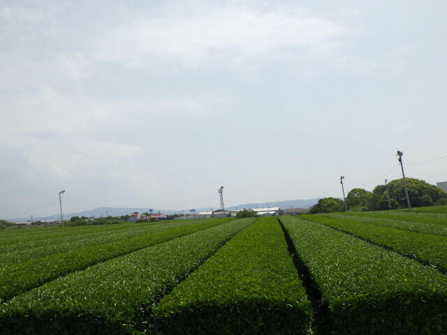 景　観
