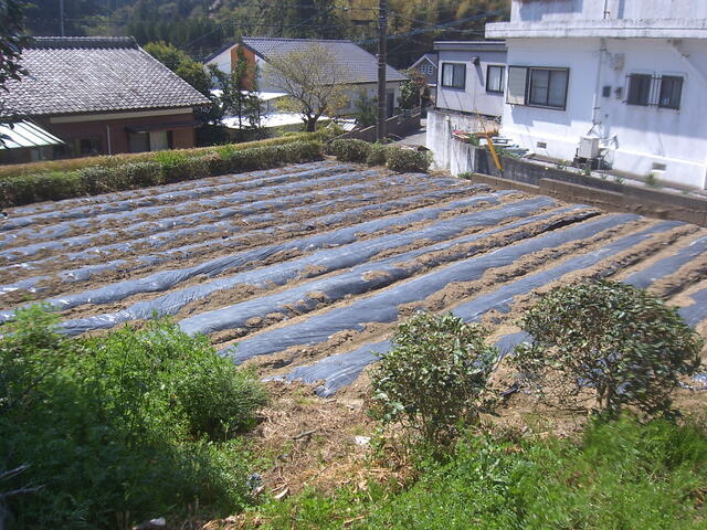 菜園北東側から