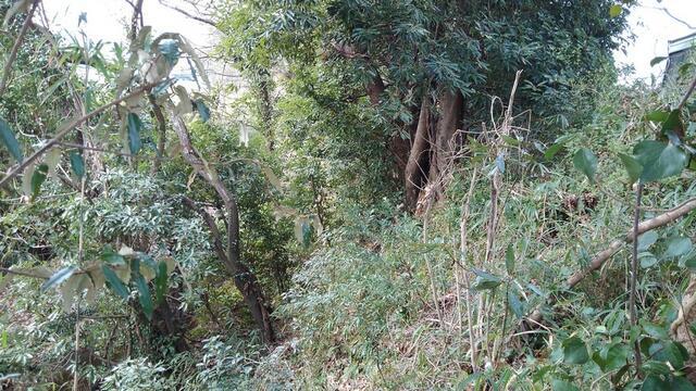 裏の山林　大木有