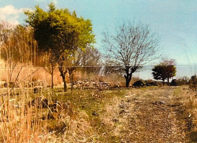 ドクタービレッジの横に位置する山林