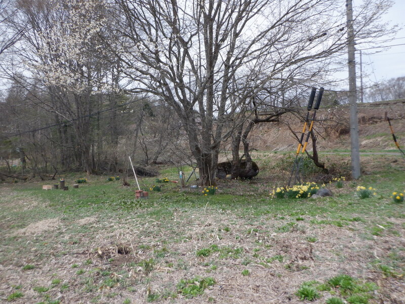 こぶしが咲いています！