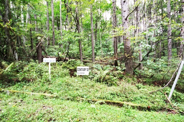 聖高原樺平別荘地分譲地内の土地です。