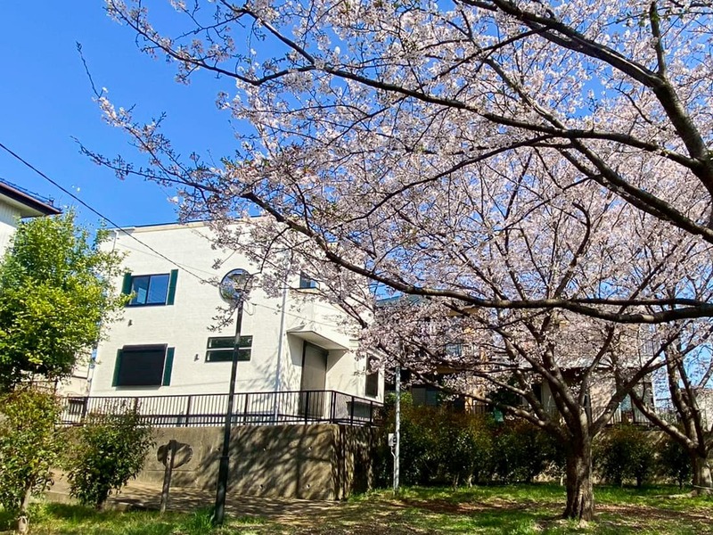 桜の木がすぐそばにあります♪圧巻のロケーション♪