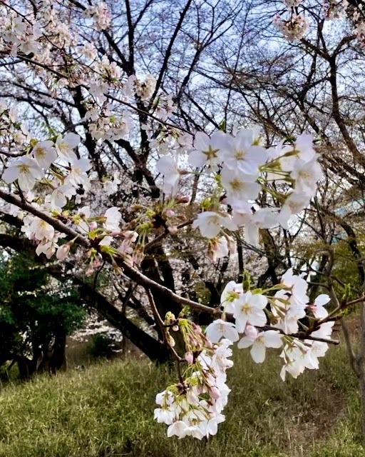 桜が楽しめる梶ヶ谷第一公園まで450m